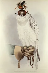 Le Groenlandais, Faucon Blanc Mue, from Traite de Fauconnerie by H. Schlegel & A.H. Verster de Wulverhorst, 1844-53